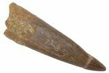 Bargain, Fossil Plesiosaur (Zarafasaura) Tooth - Morocco #215863-1